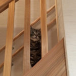 08：遊び疲れた時に階段で一息休憩中の猫の様子です